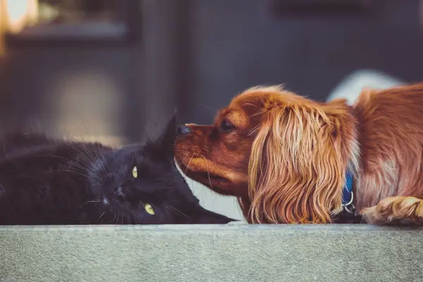 Cirurgia de Castração Cães e Gatos em Rudge Ramos