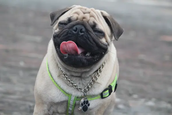 Centro Veterinário Popular em Rudge Ramos